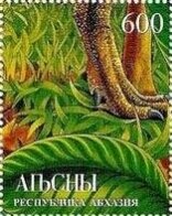 Kamille Corry, American