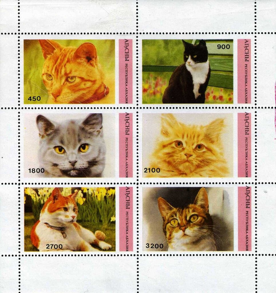 Buzkashi Game, Horse (Equus ferus caballus)