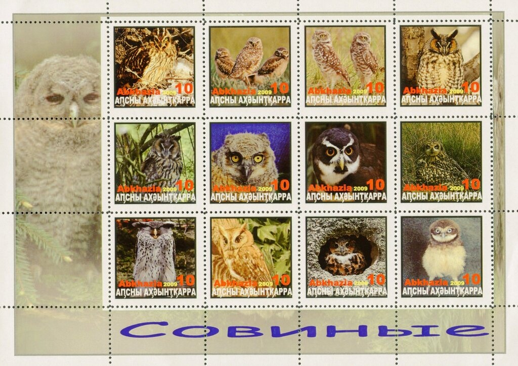 Gulripsh Region: Pintail (Anas acuta)