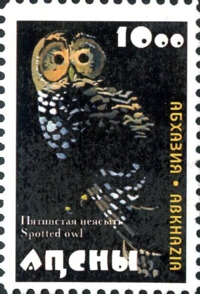 Phyllicanitus imperialis