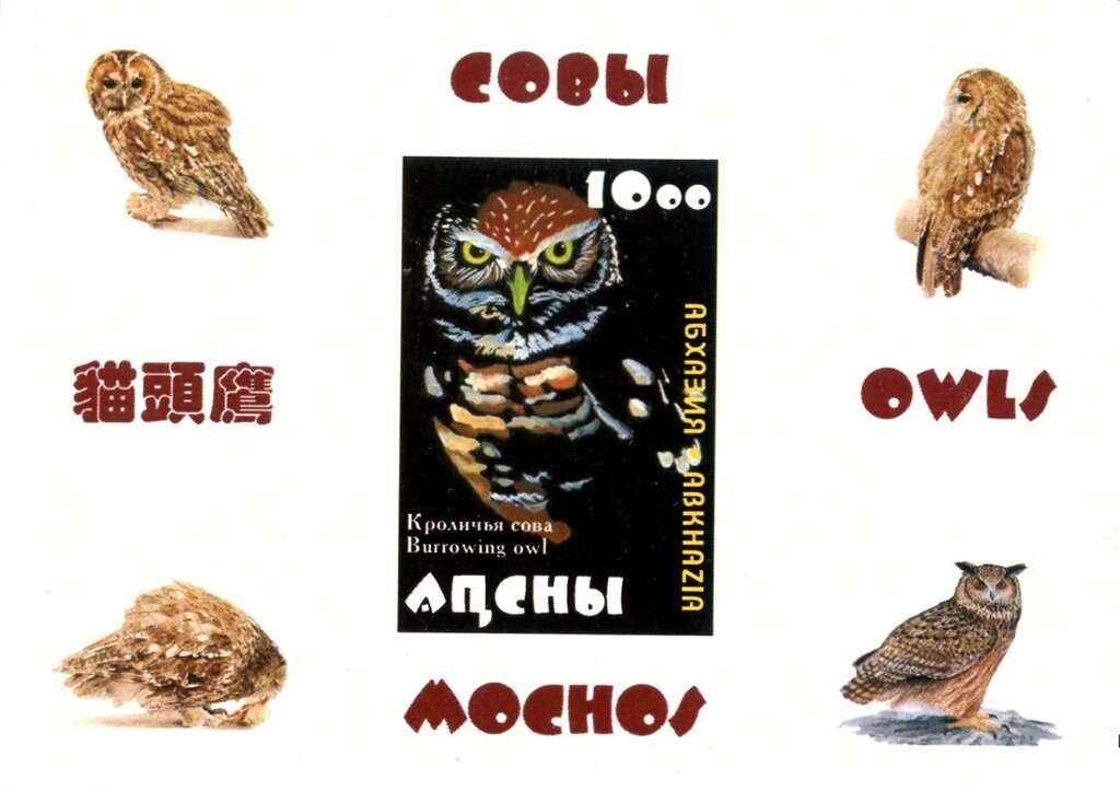 Gulripsh Region: Pheasant (Phasianus colchicus)