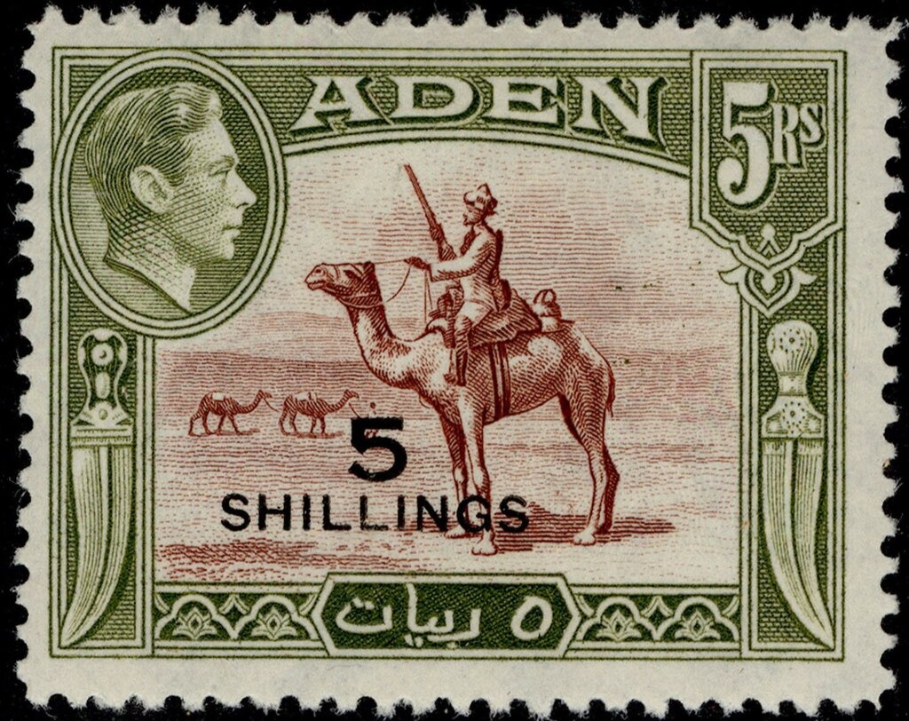 Cortinarius brunneus