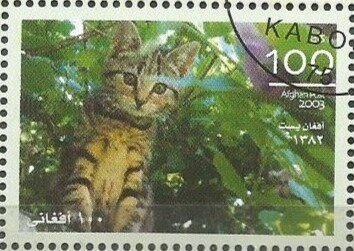 Pashtun with Pashtunistan Flag