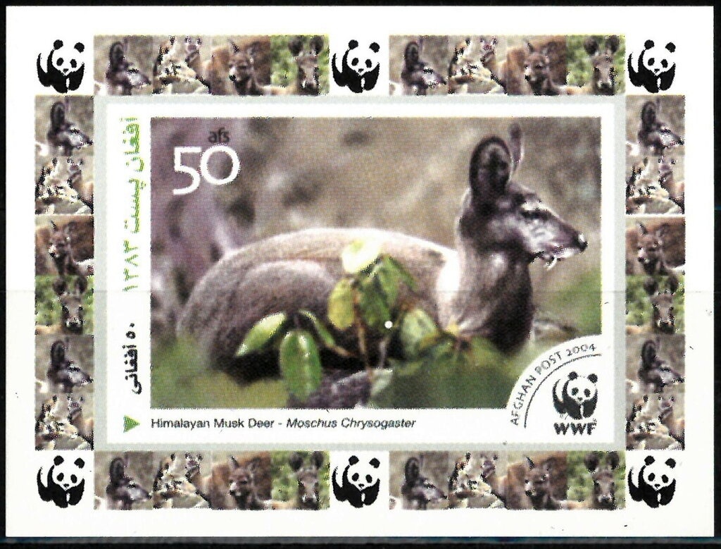 Anopheles Mosquito (Anopheles sp.)