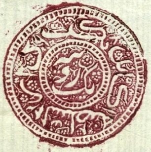 Pine Cone (Pinus sp.)