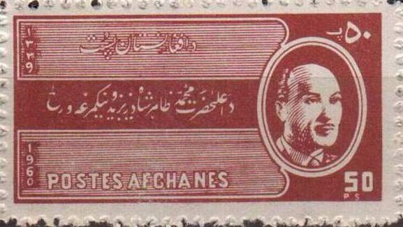 Spaniel (Canis lupus familiaris)