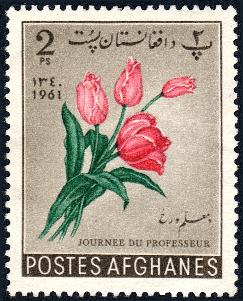 Puss Moth (Cerura vinula)