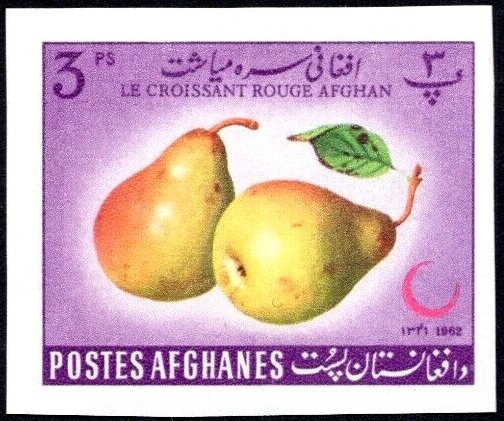 Judas Tree (Cercis siliquastrum)