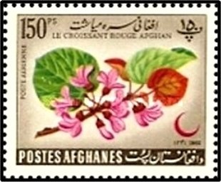 Marguerites (Bellis perennis)