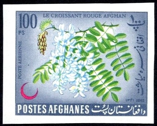 Swallowtail Butterfly (Parnassius autocrator)