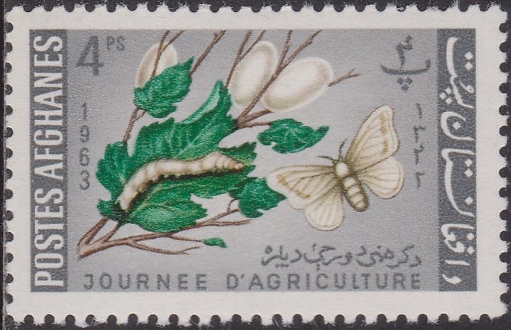 Kamille Corry, American