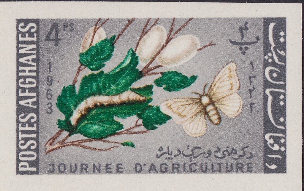 Aden Socotra Expedition: Dhow