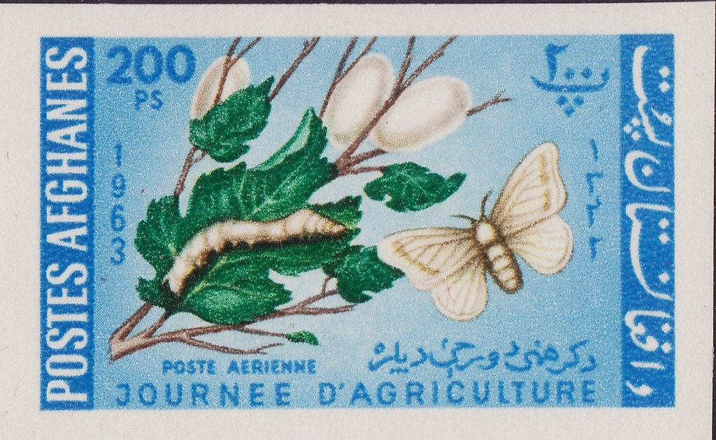 Soldier and Flag of Pashtunistan