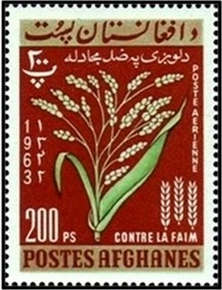 Marguerites (Bellis perennis)