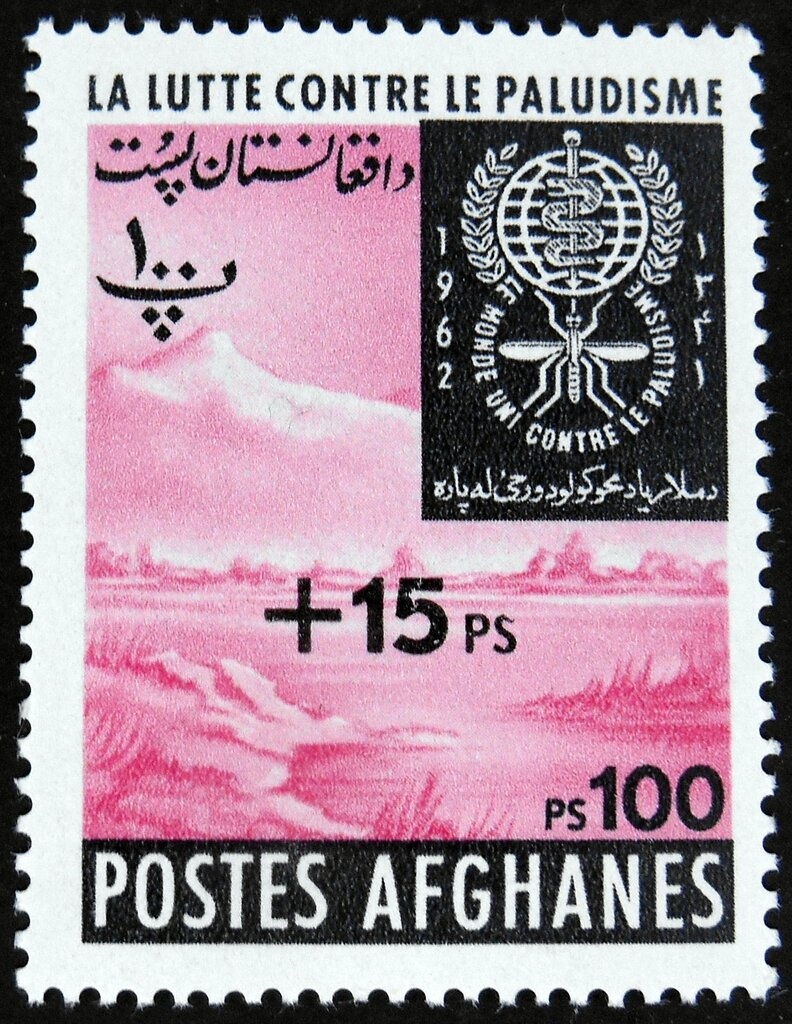 Guanaco (Lama guanicoe)