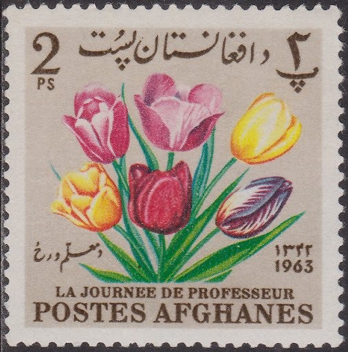 Cymbidiella rhodochila