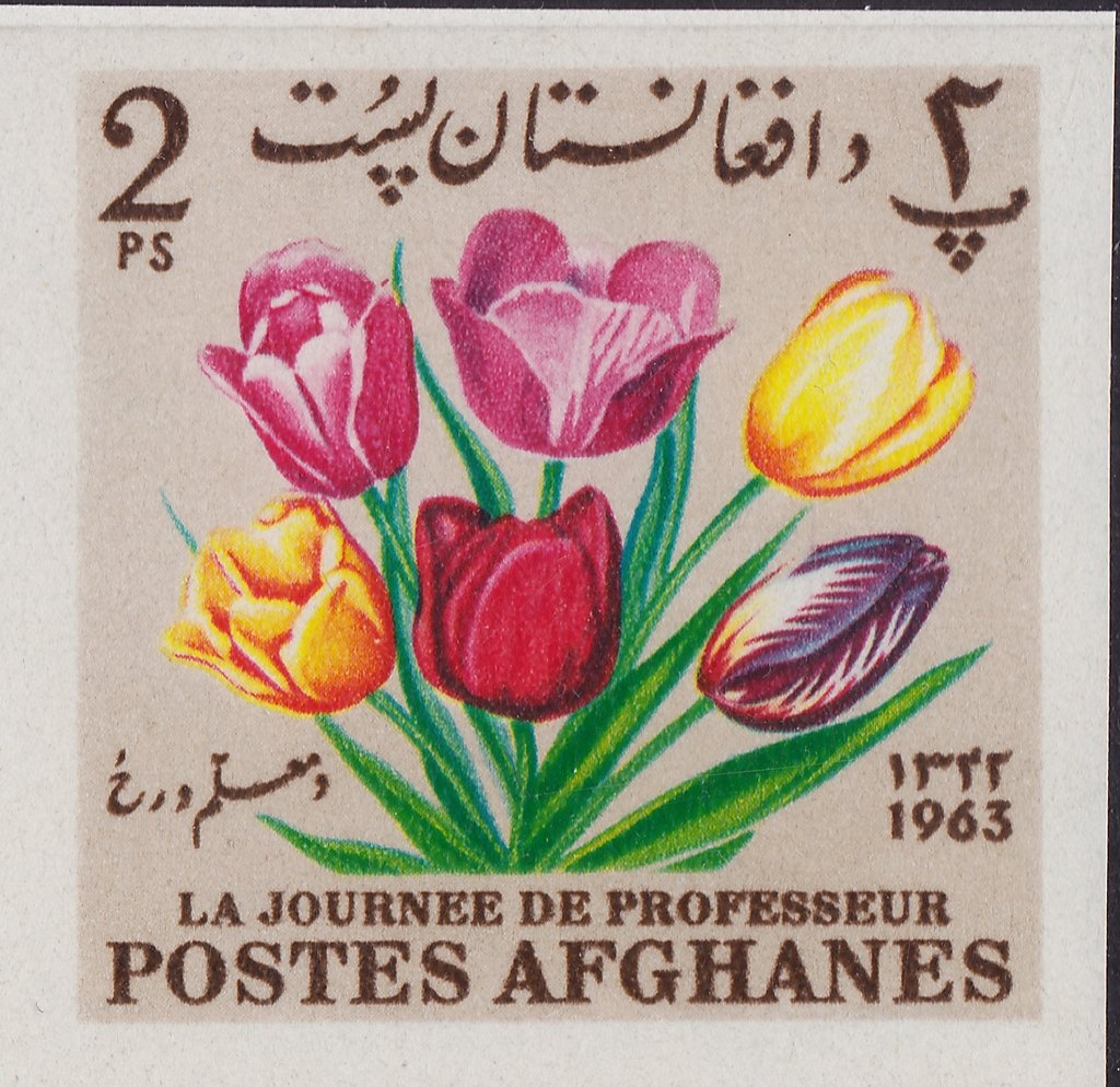 Leopard (Panthera pardus)