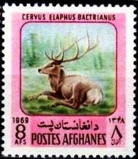 Tiger's Head, year 1295