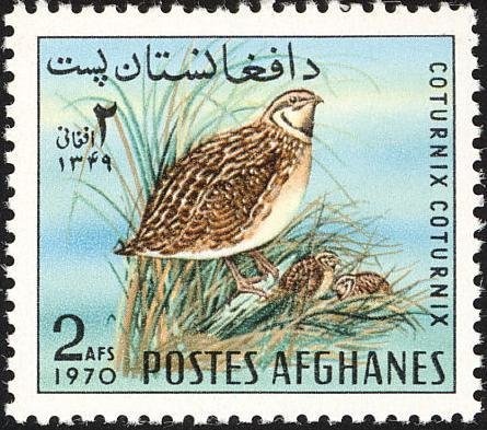 Horse Racing, Hore (Equus ferus caballus)