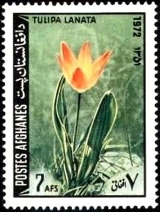 Tulip (Tulipa sp.)