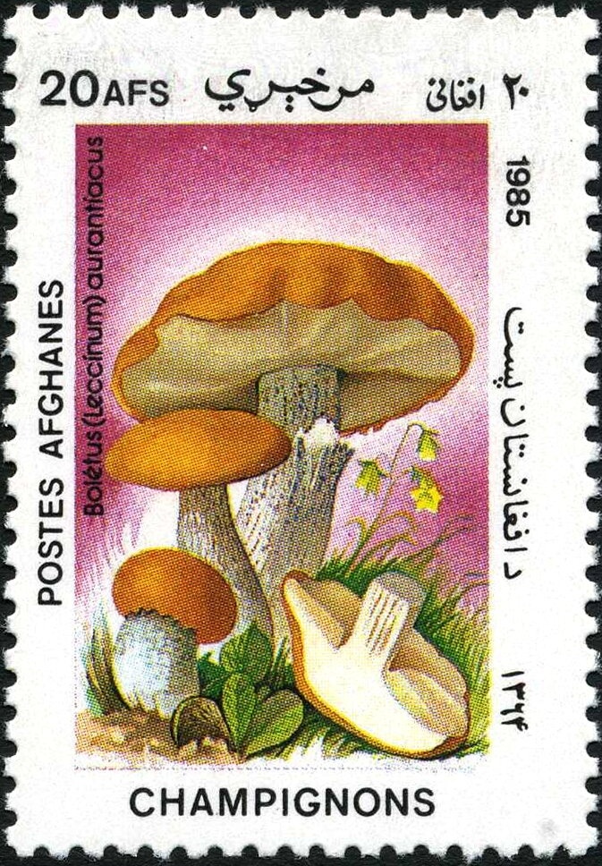 Humphead Cichlid (Haplochromis moorii)