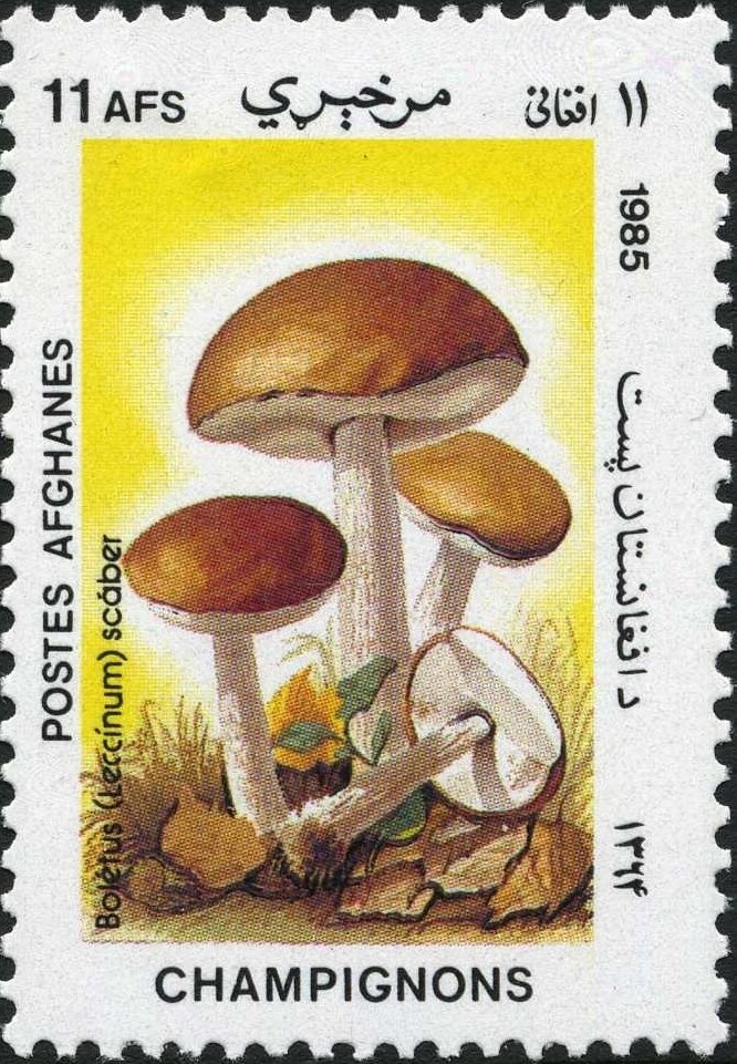 Mirwais Hotak (1673-1715), Ghilji Pashtun tribal chief