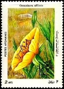 Arch of Paghman and King Mohammed Nadir Shah