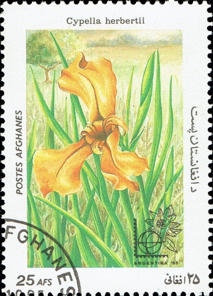 Southern Red Bishop (Euplectes orix)