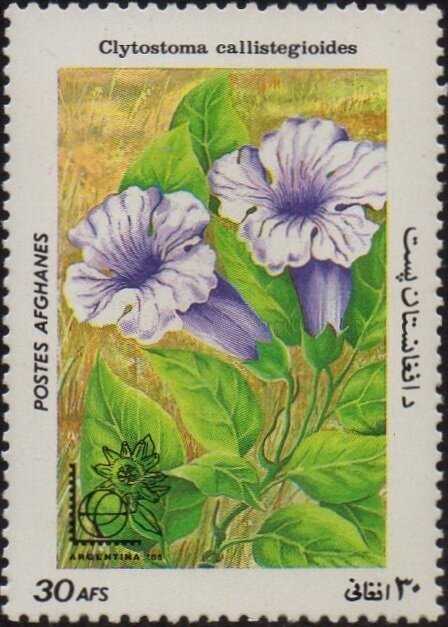 Shetland Sheepdog (Canis lupus familiaris)