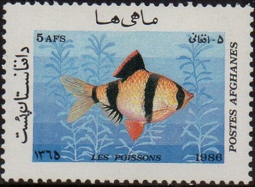 Old Habibia College, Kabul