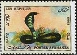 Buzkashi Game, Horse (Equus ferus caballus)