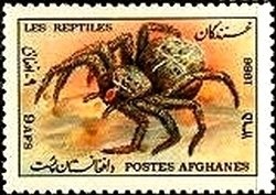 Azure Kingfisher (Ceyx azureus)