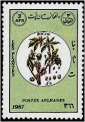 Horse (Equus ferus caballus)