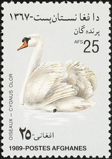 Orchids & Butterflies