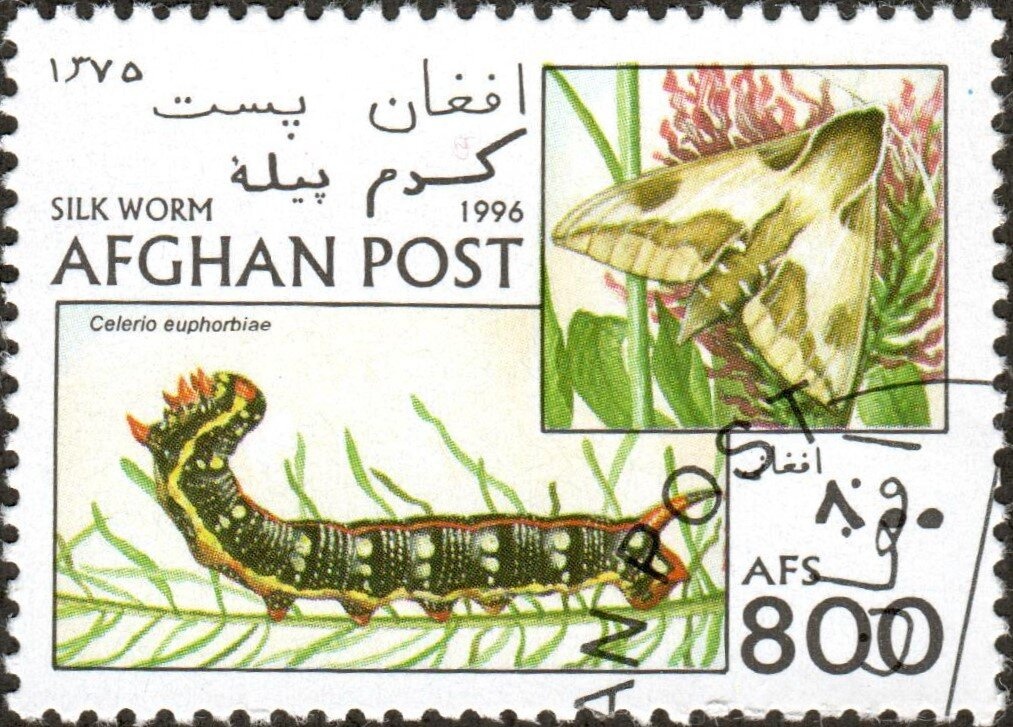 Sphinx Cat (Felis silvestris catus)