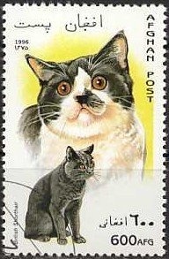 Burmese Chocolate-point (Felis silvestris catus)