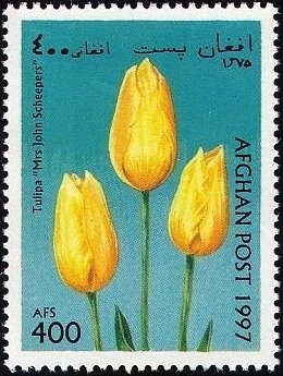 Arthrocereus (Arthrocereus rondonianus)