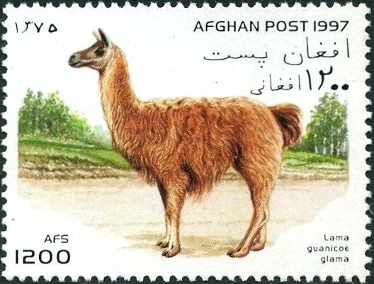 Afghan Urial (Ovis cycloceros)