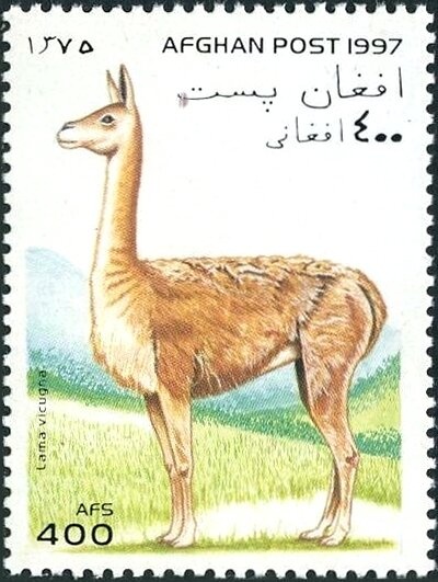 Tiger (Panthera tigris)