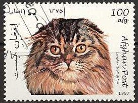 Striped Dolphin (Stenella coeruleoalba)