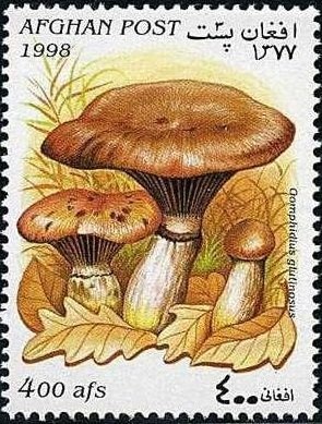 Judas Tree Blossoms (Cercis siliquastrum)