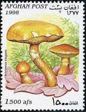 Scouts Planting Trees