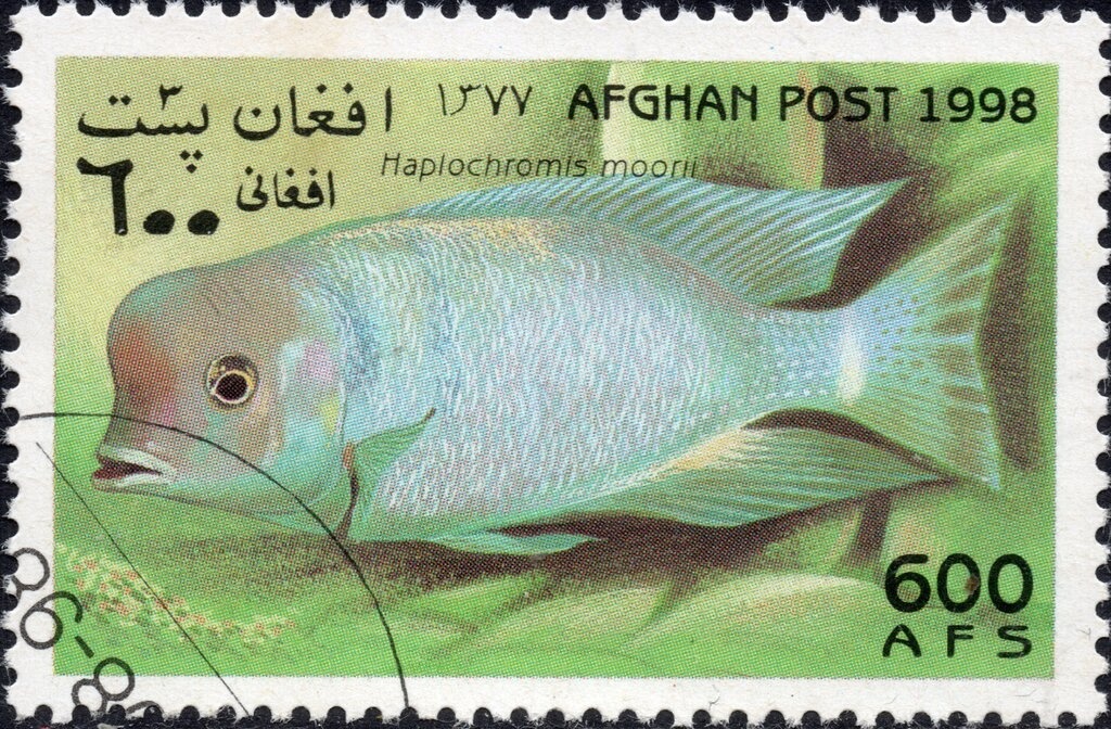 Greco-Roman Wrestlers