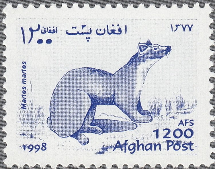 Blue-crested Flycatcher (Myiagra azureocapilla whitneyi)