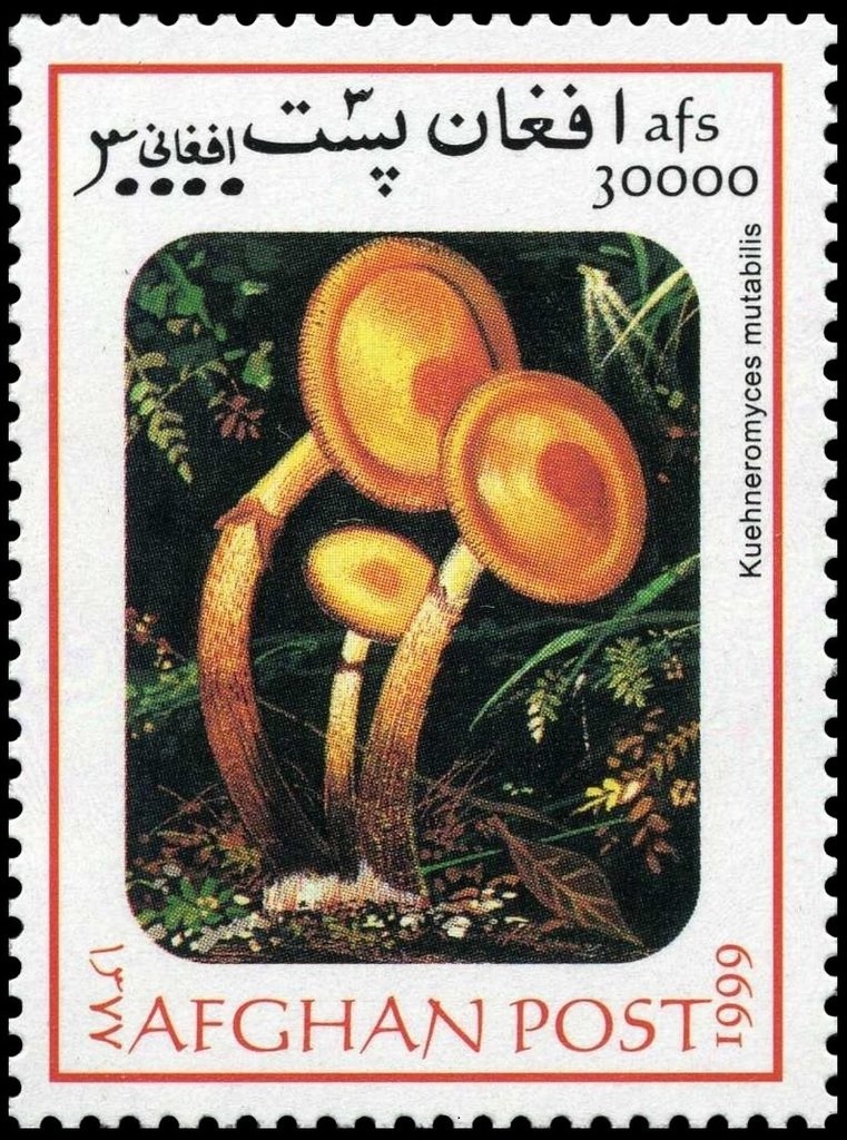 Chow Chow (Canis lupus familiaris)