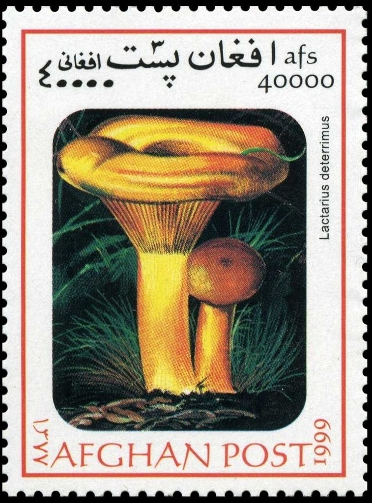 Walnuts (Juglans sp.)