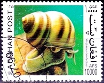 Orchids & Butterflies