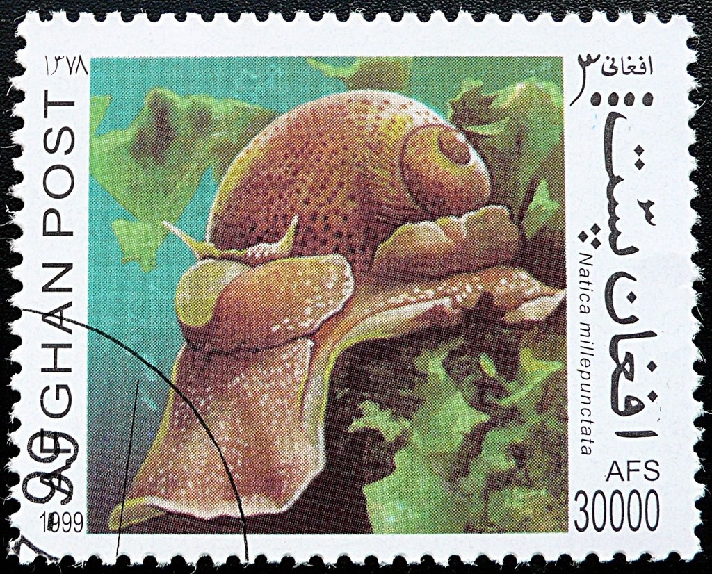 Humpback Whale (Megaptera novaeangliae)