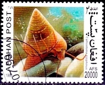 Shot Putter - Teruo Itokawa, Japan