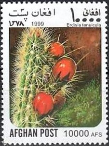 Spotted Reef Crab (Carpilius maculatus)